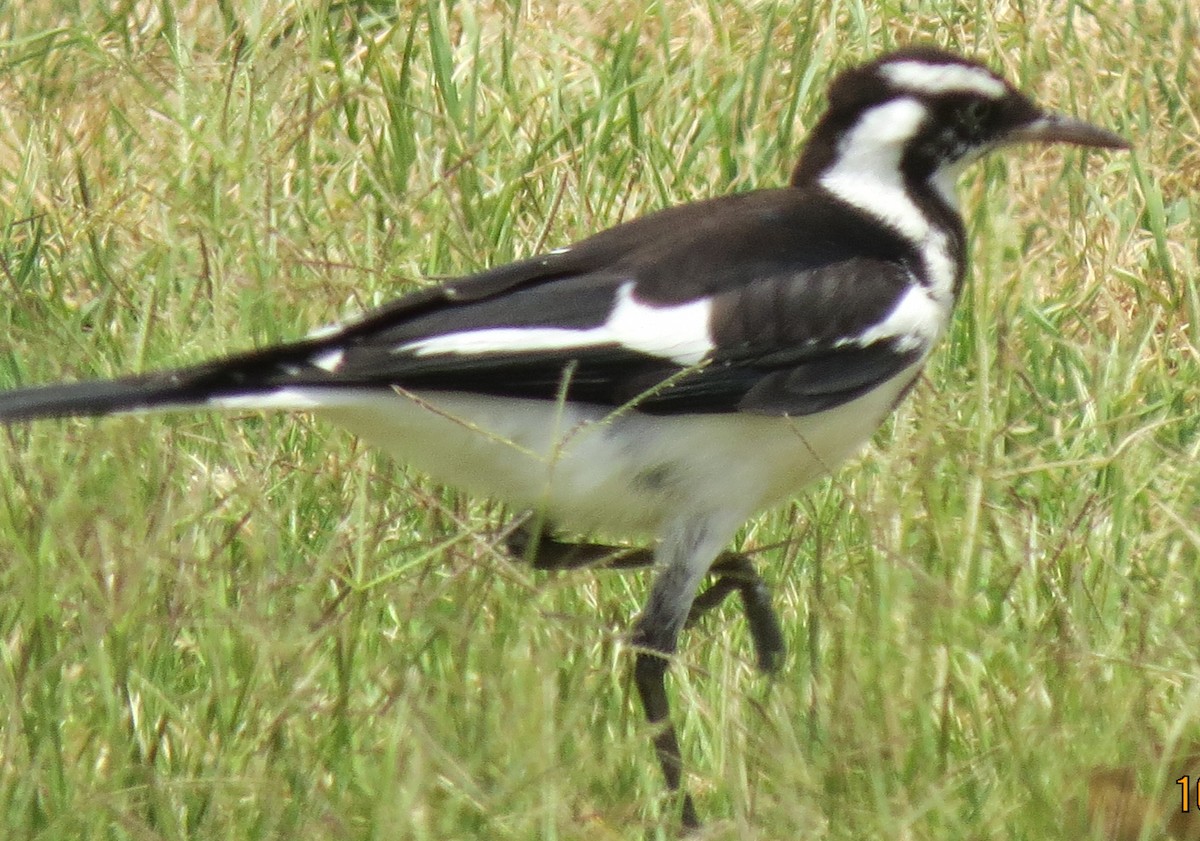 Magpie-lark - ML646671033