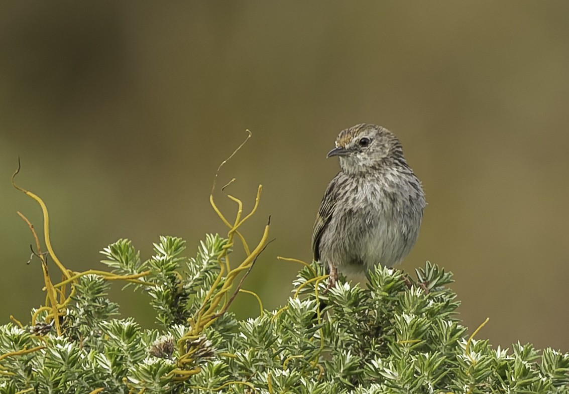 Gray-backed Cisticola (Red-headed) - ML646671034