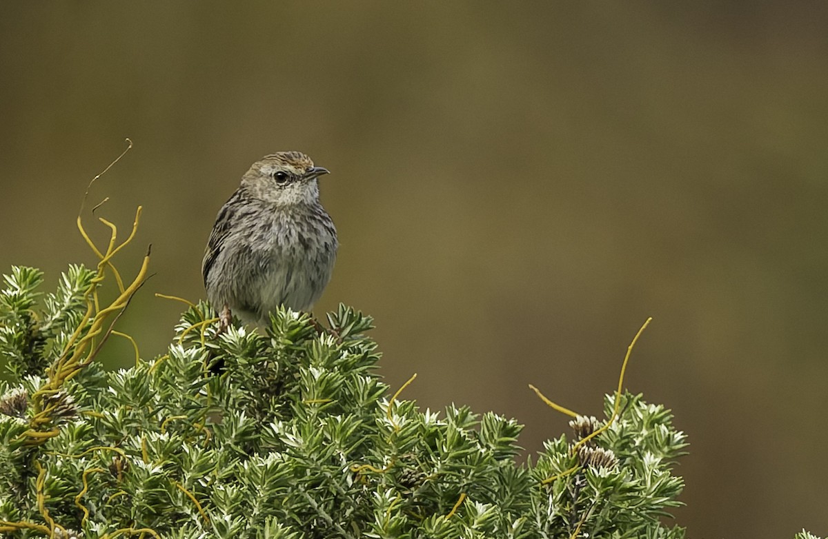 Gray-backed Cisticola (Red-headed) - ML646671035