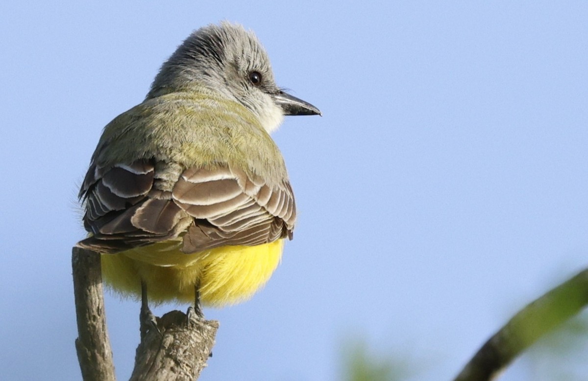 Couch's Kingbird - ML646671036