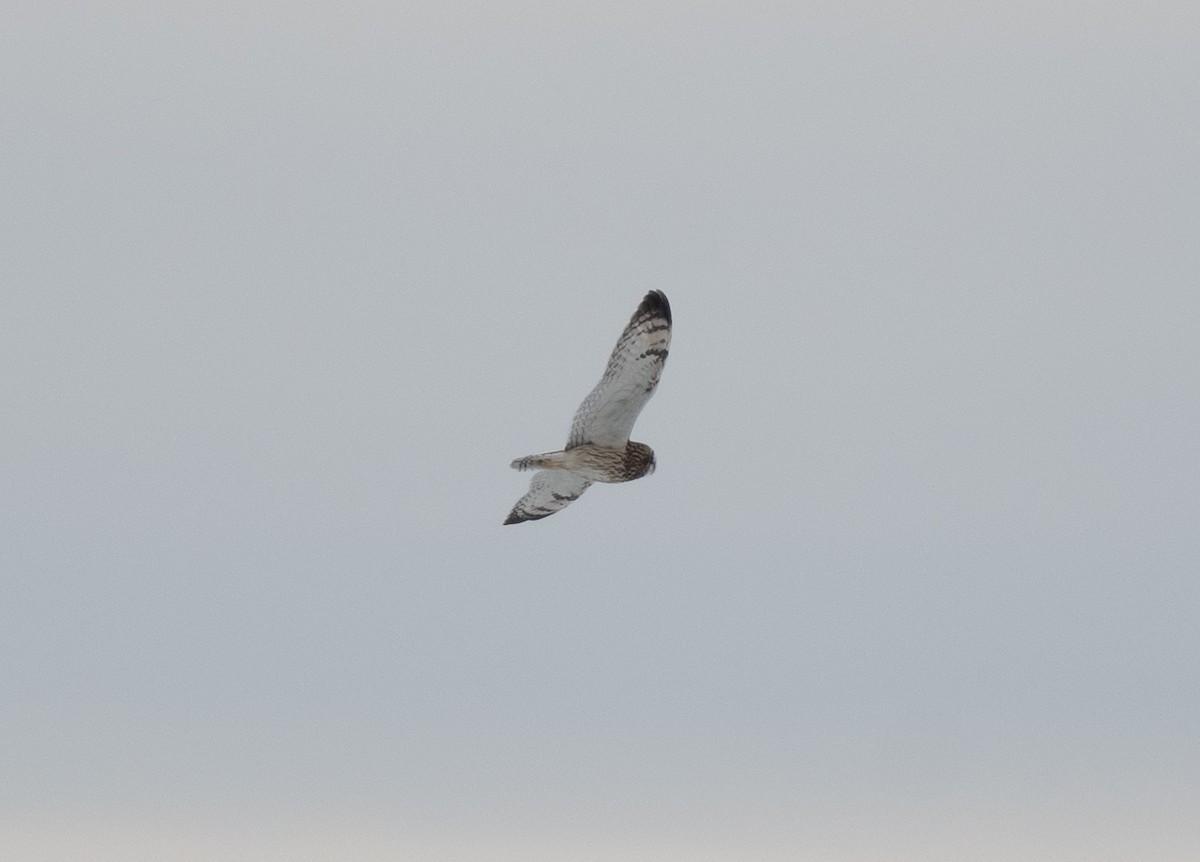 Short-eared Owl - ML646671038