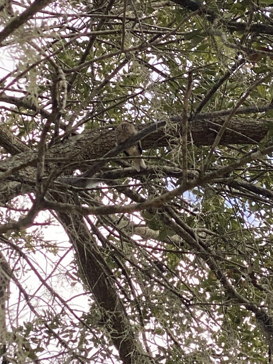 Common Ground Dove - ML646671041