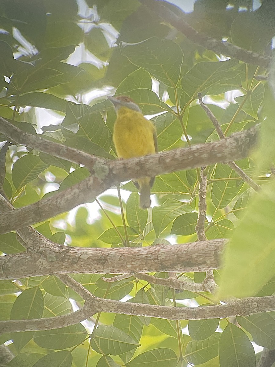 Rufous-browed Peppershrike - ML646671042