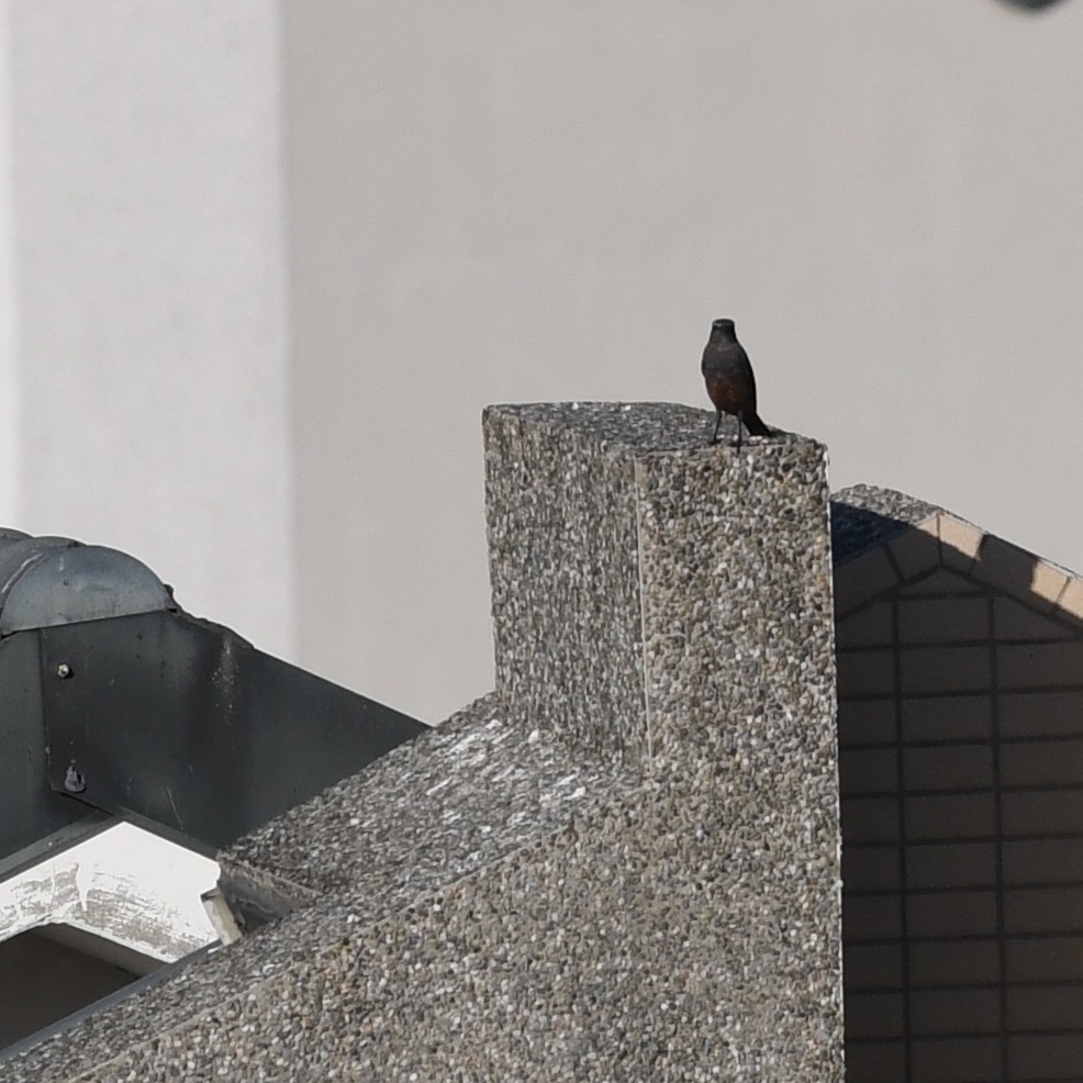 Blue Rock-Thrush (philippensis) - ML646671043