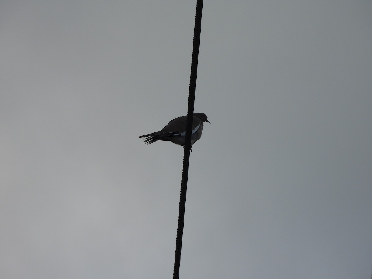 White-winged Dove - ML646671048