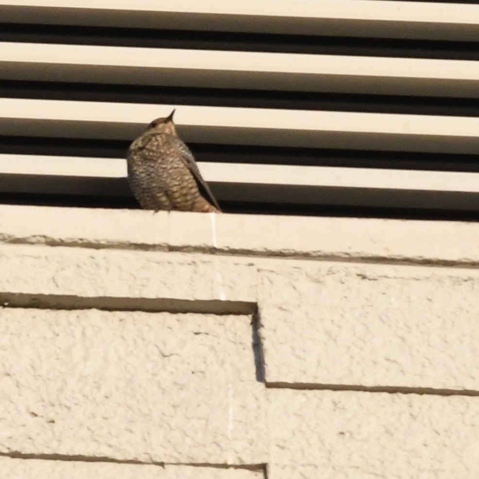 Blue Rock-Thrush - ML646671049