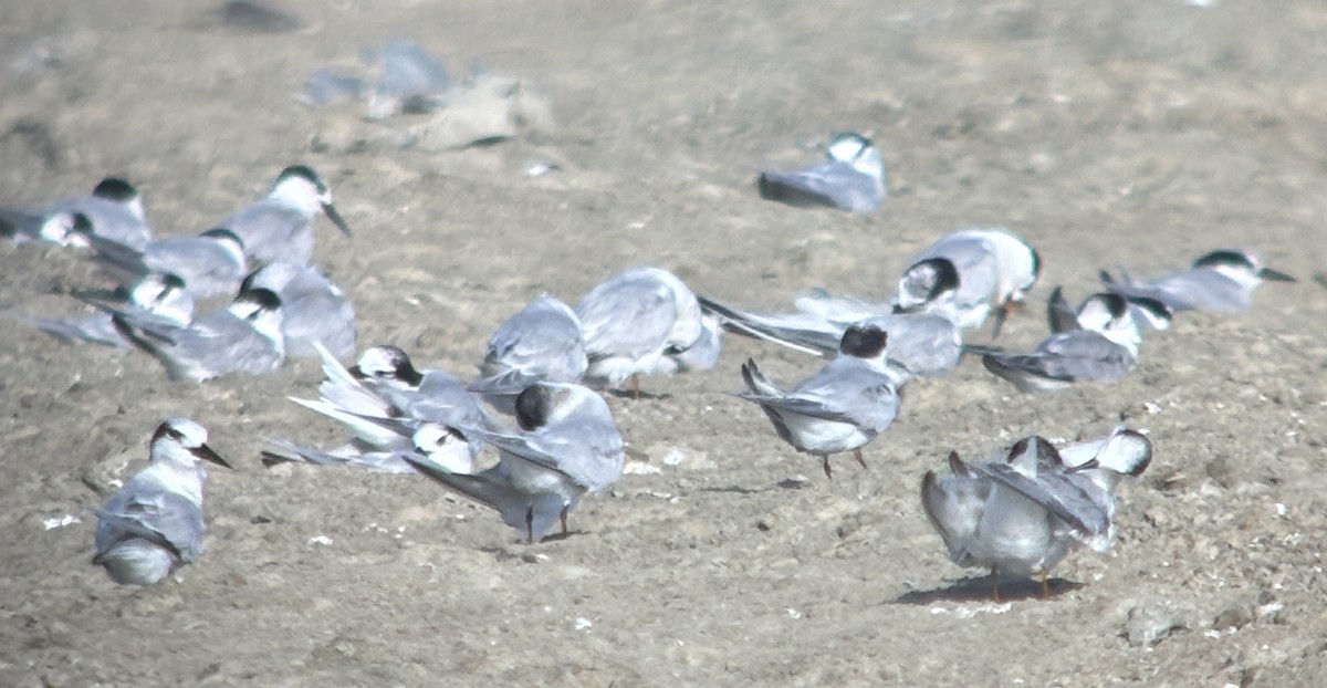 Common Tern - ML646671050