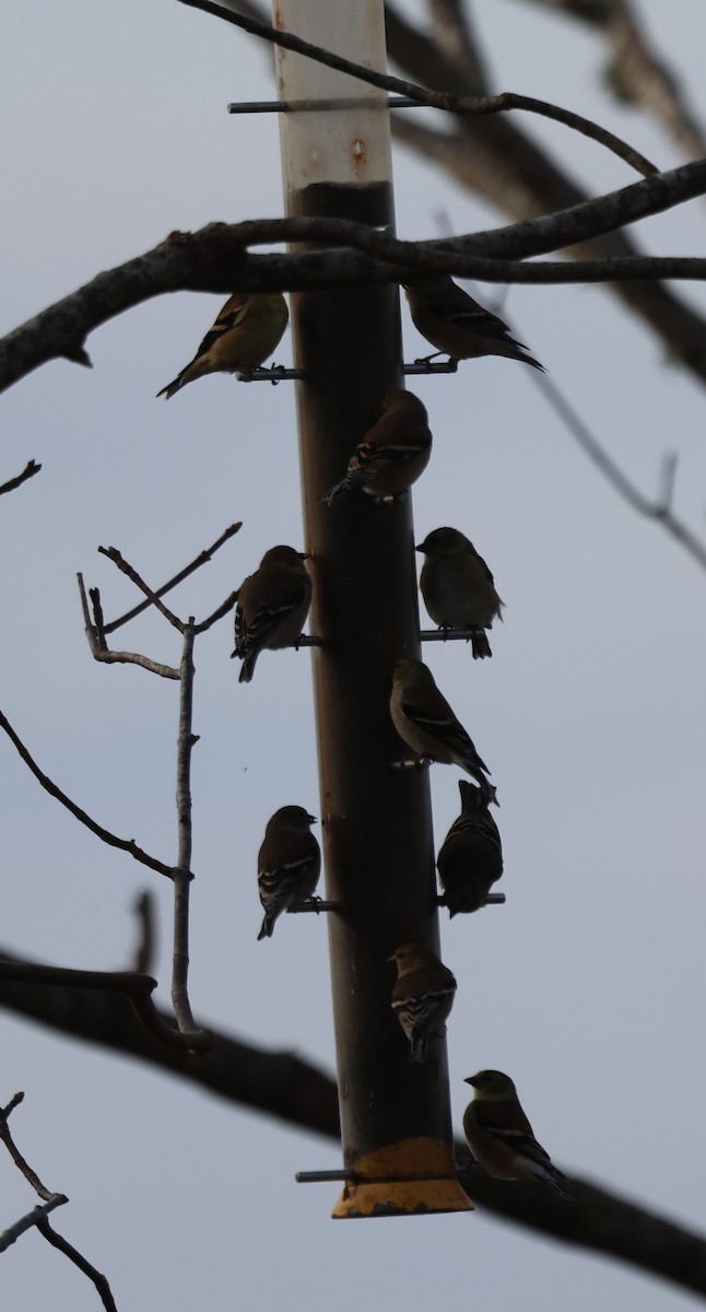 American Goldfinch - ML646671051