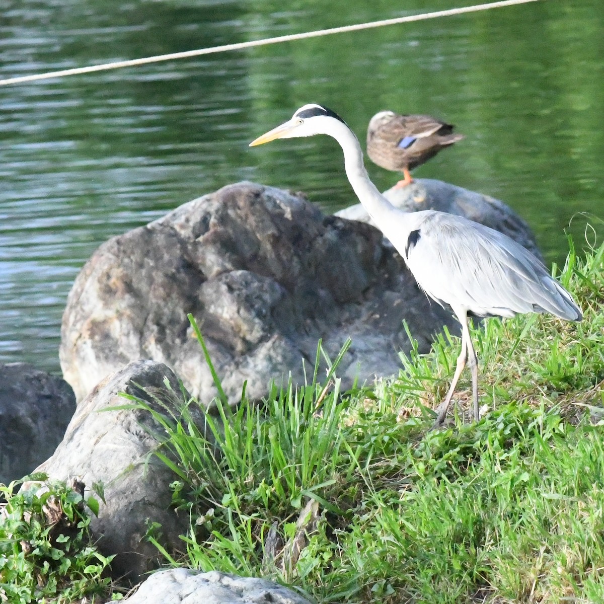 Gray Heron - ML646671053