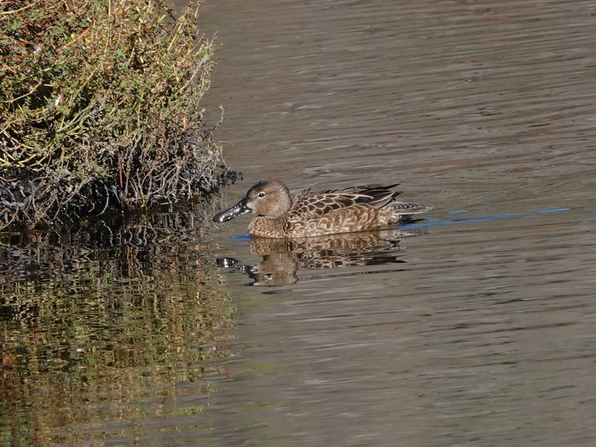 Blue-winged Teal - ML646671056