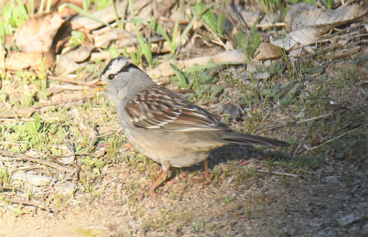 White-crowned Sparrow - ML646671057