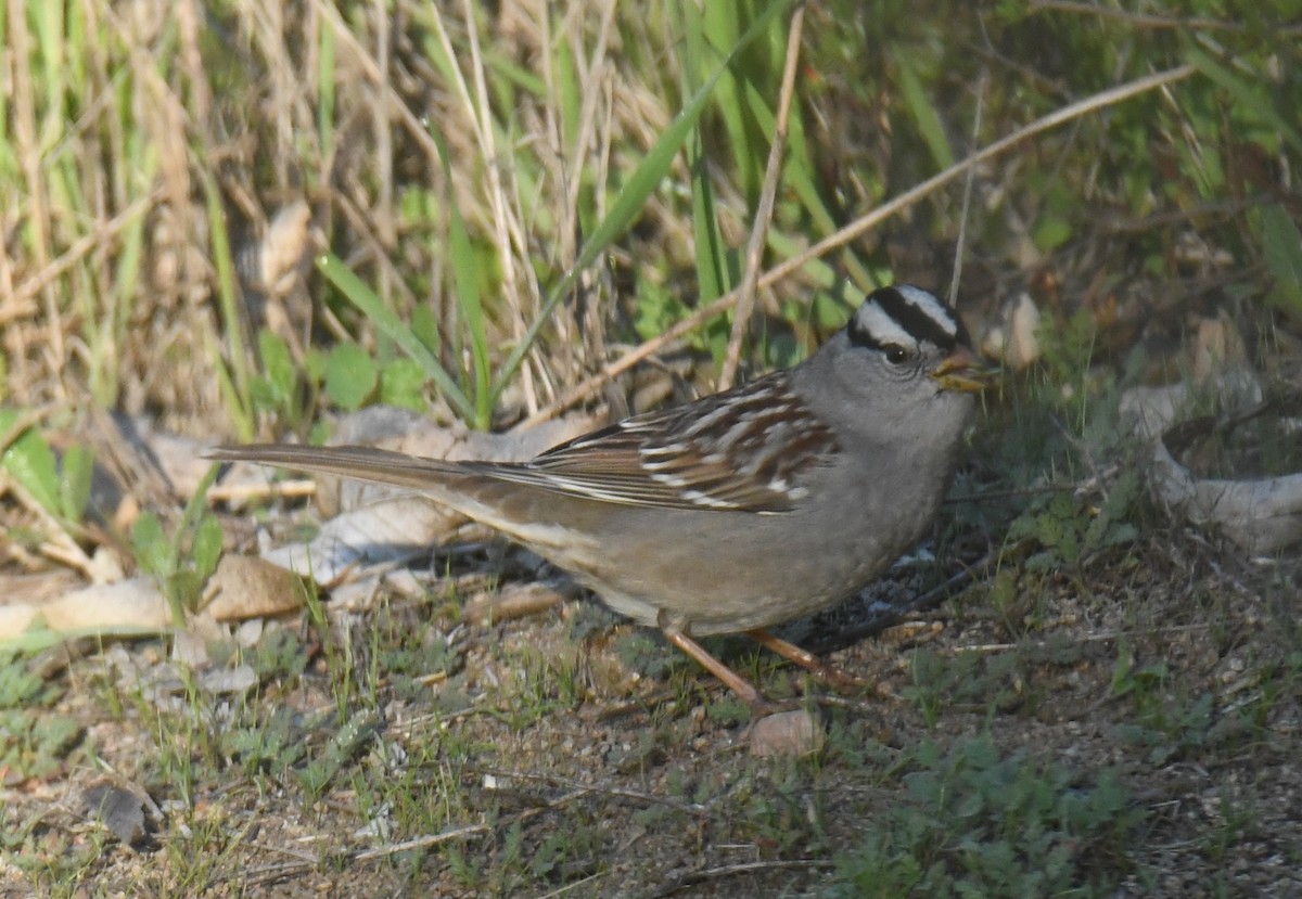 White-crowned Sparrow - ML646671058