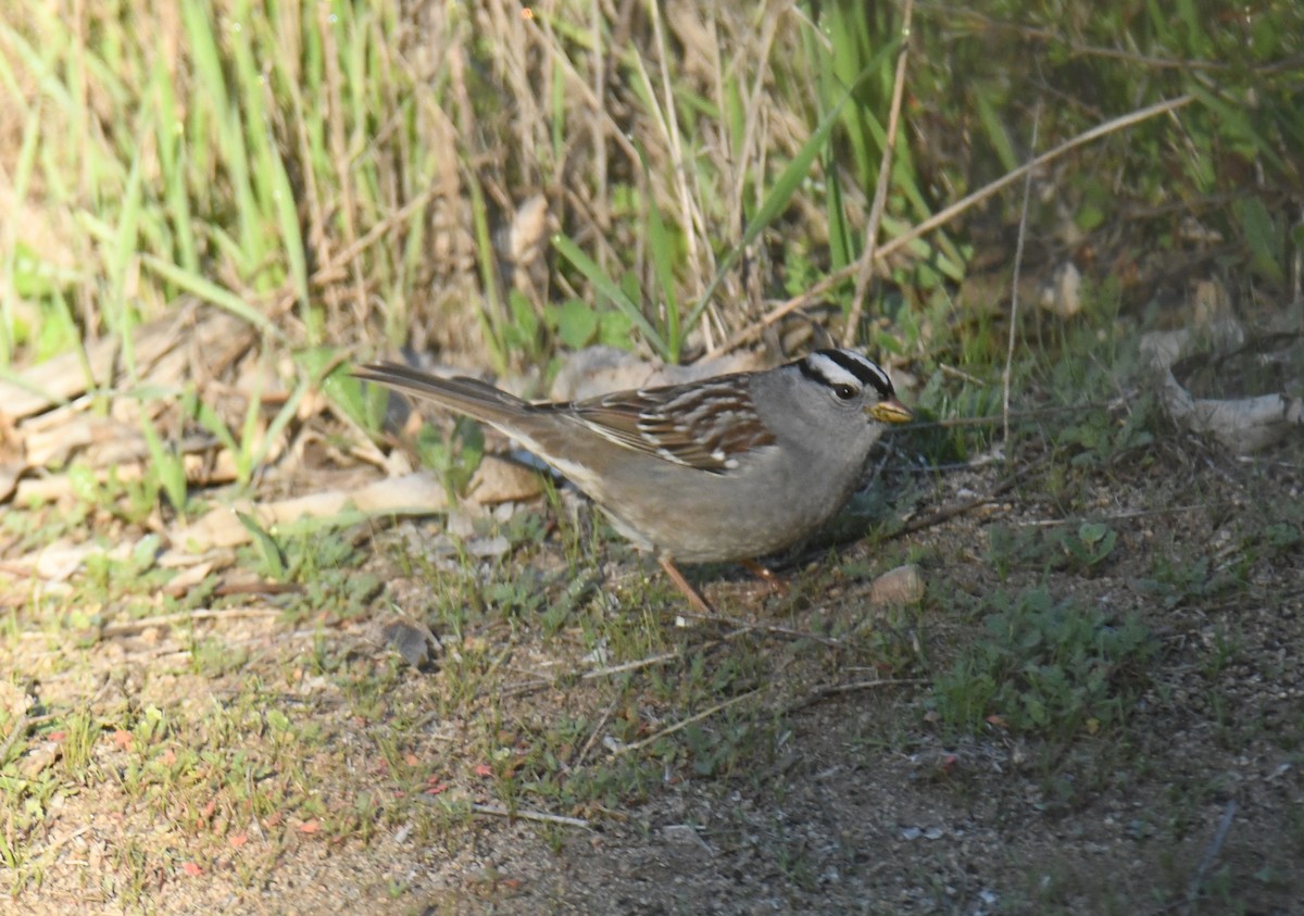 White-crowned Sparrow - ML646671059