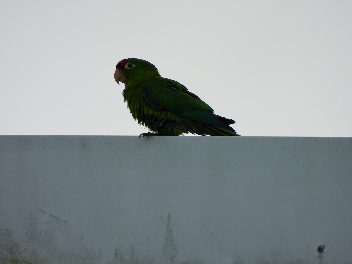 Crimson-fronted Parakeet - ML646671060