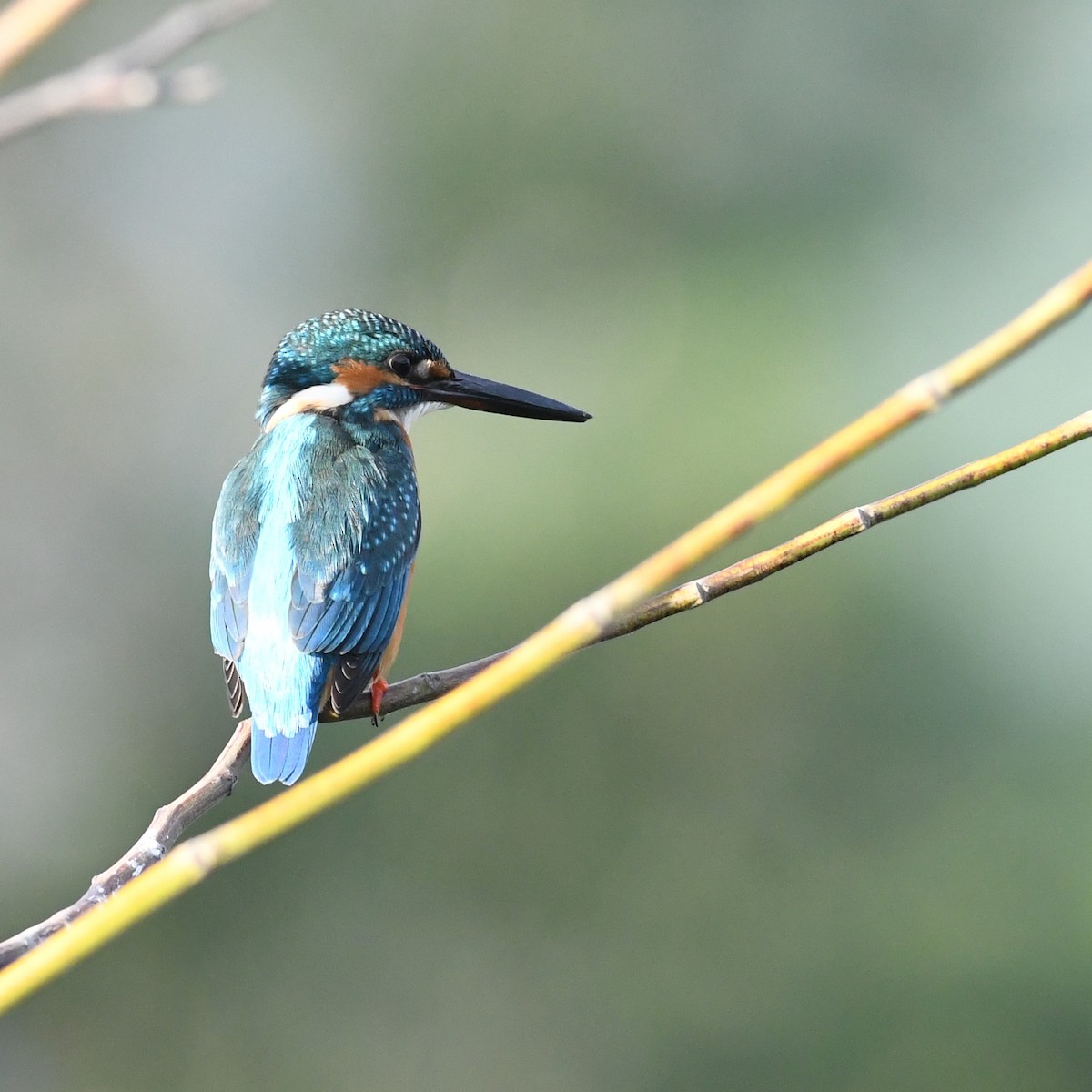 Common Kingfisher - ML646671061