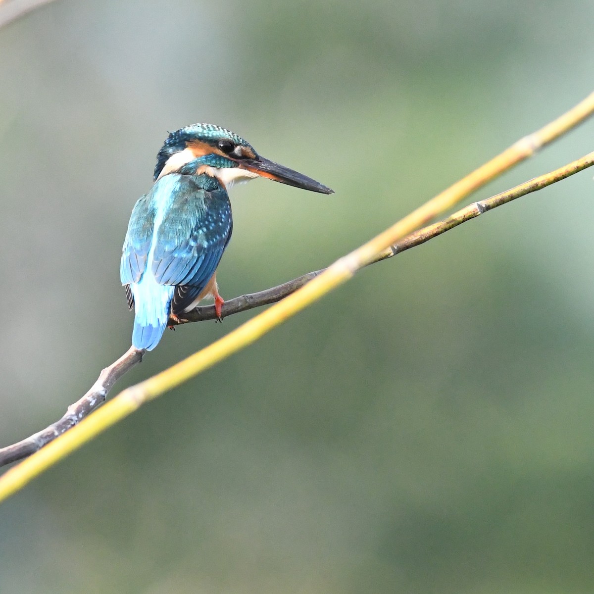 Common Kingfisher - ML646671062