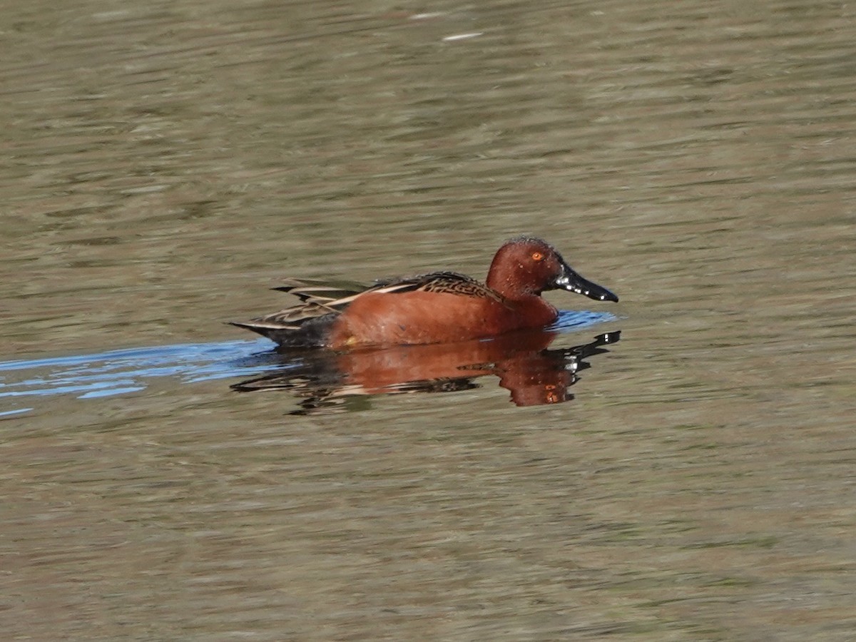 Cinnamon Teal - ML646671063