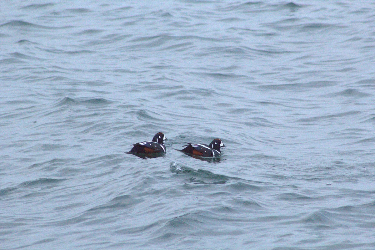 Harlequin Duck - ML646671064