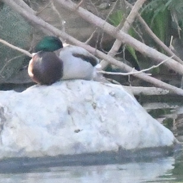 Mallard - ML646671065