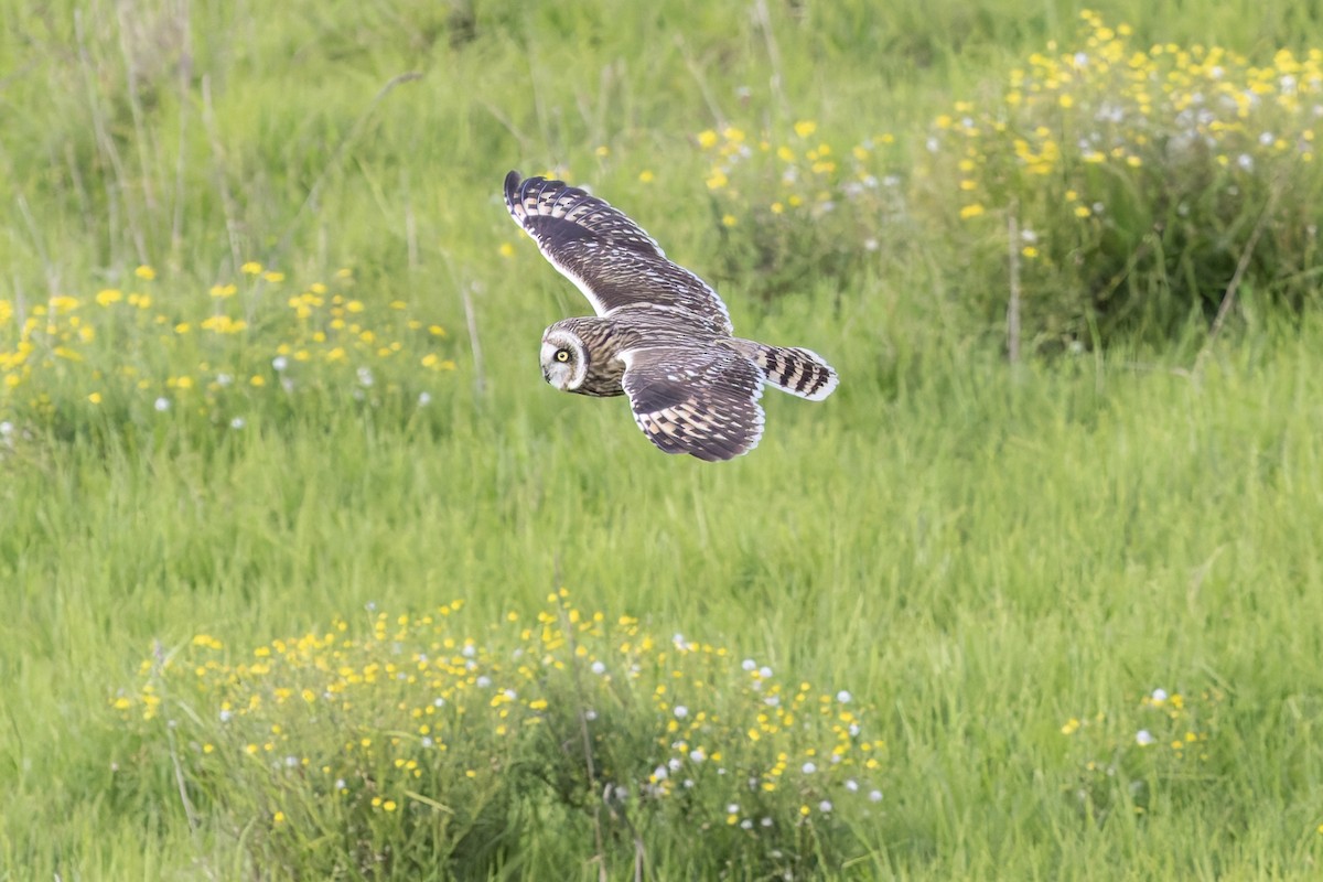 Búho Campestre (Hawái) - ML646671071