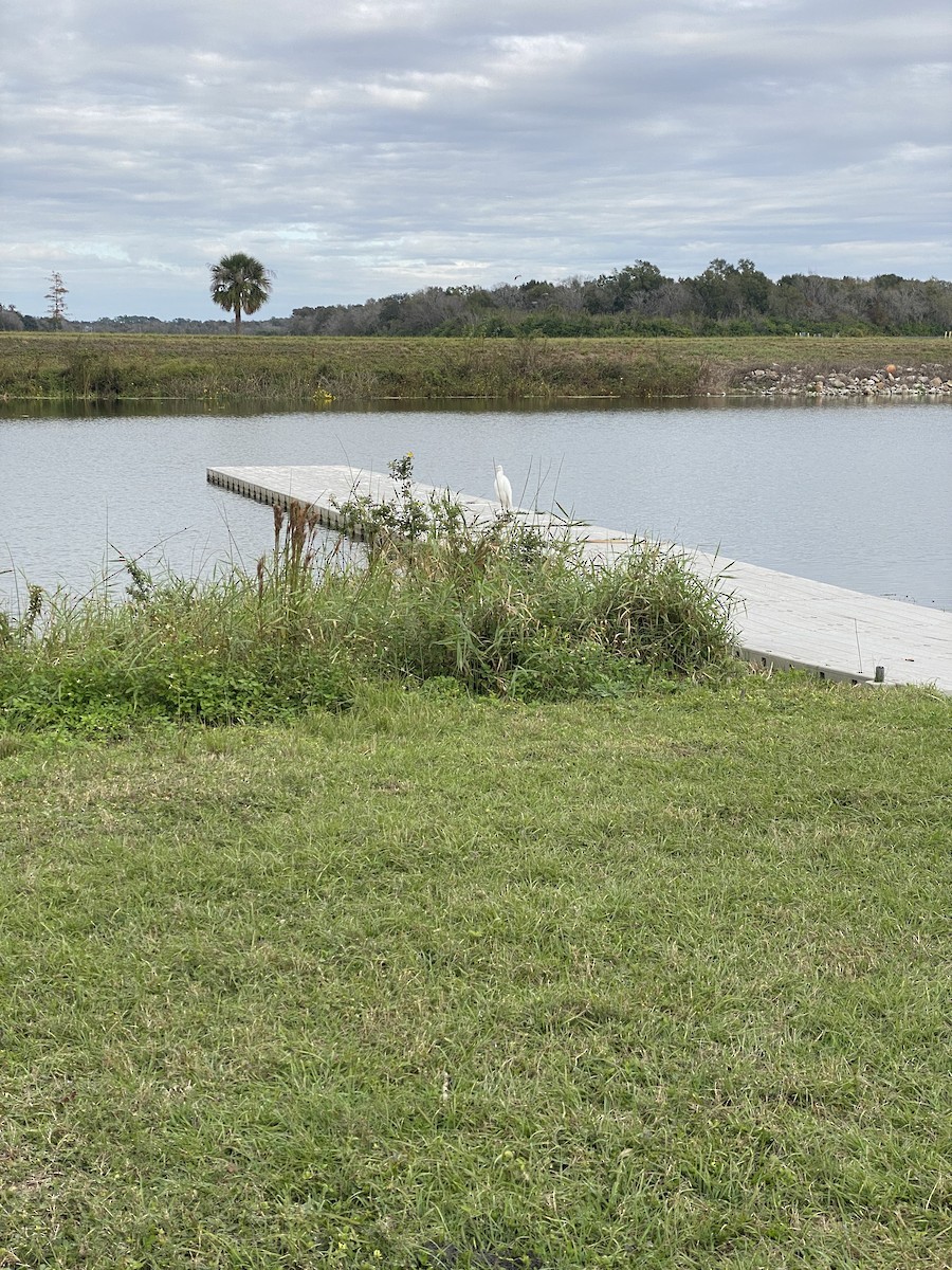 Great Egret - ML646671072