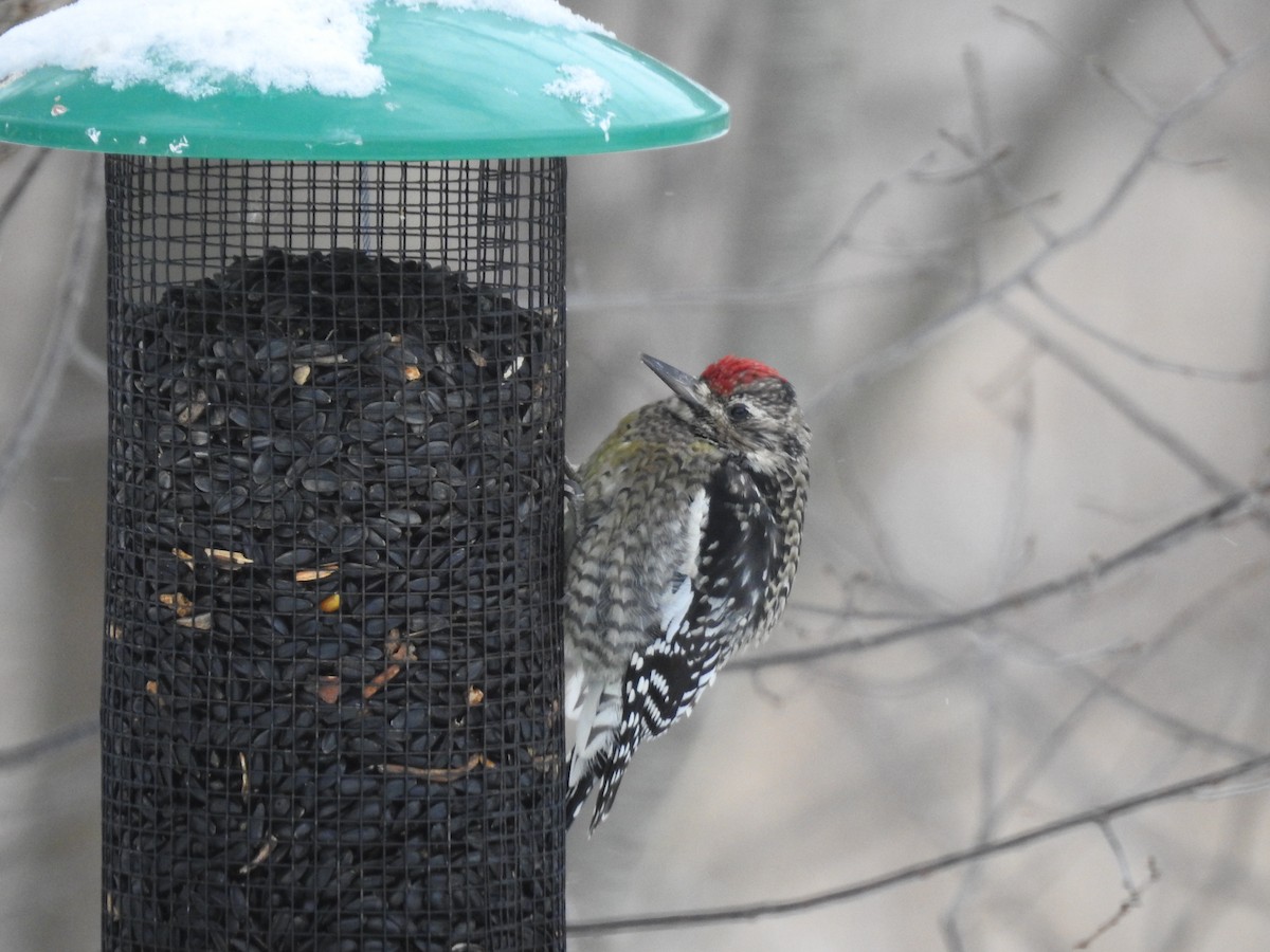 Sarı Karınlı Ağaçkakan - ML646671073