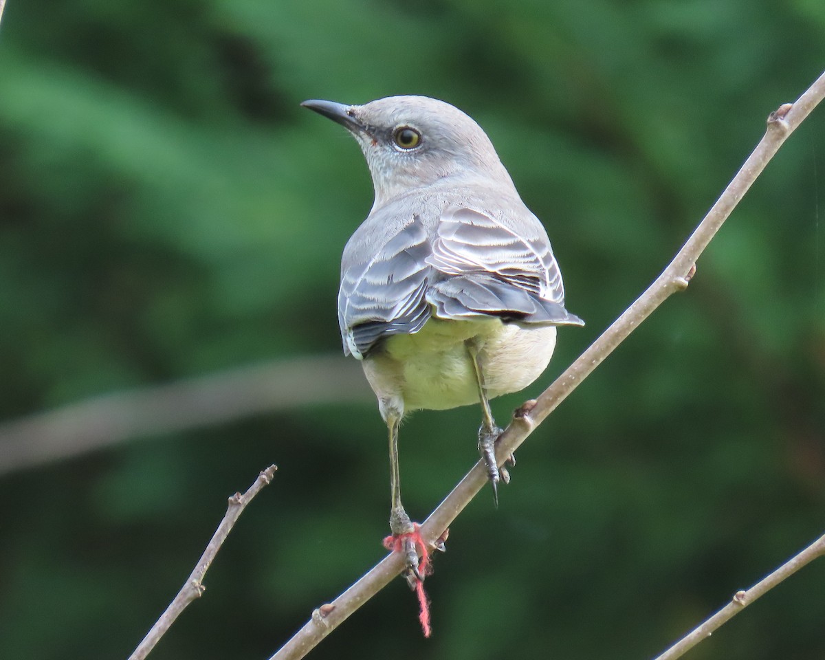 Northern Mockingbird - ML646671075