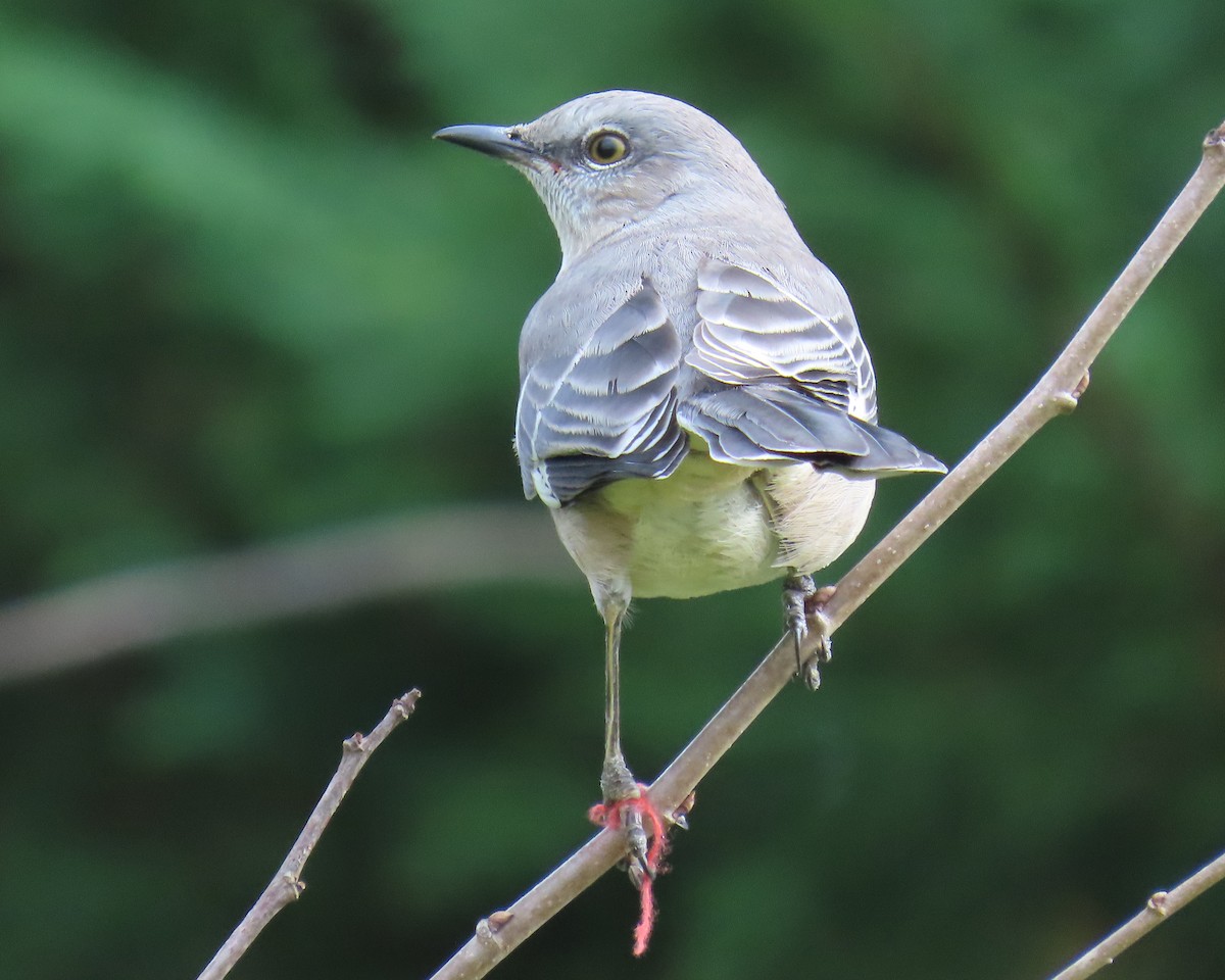 Gartenspottdrossel - ML646671076