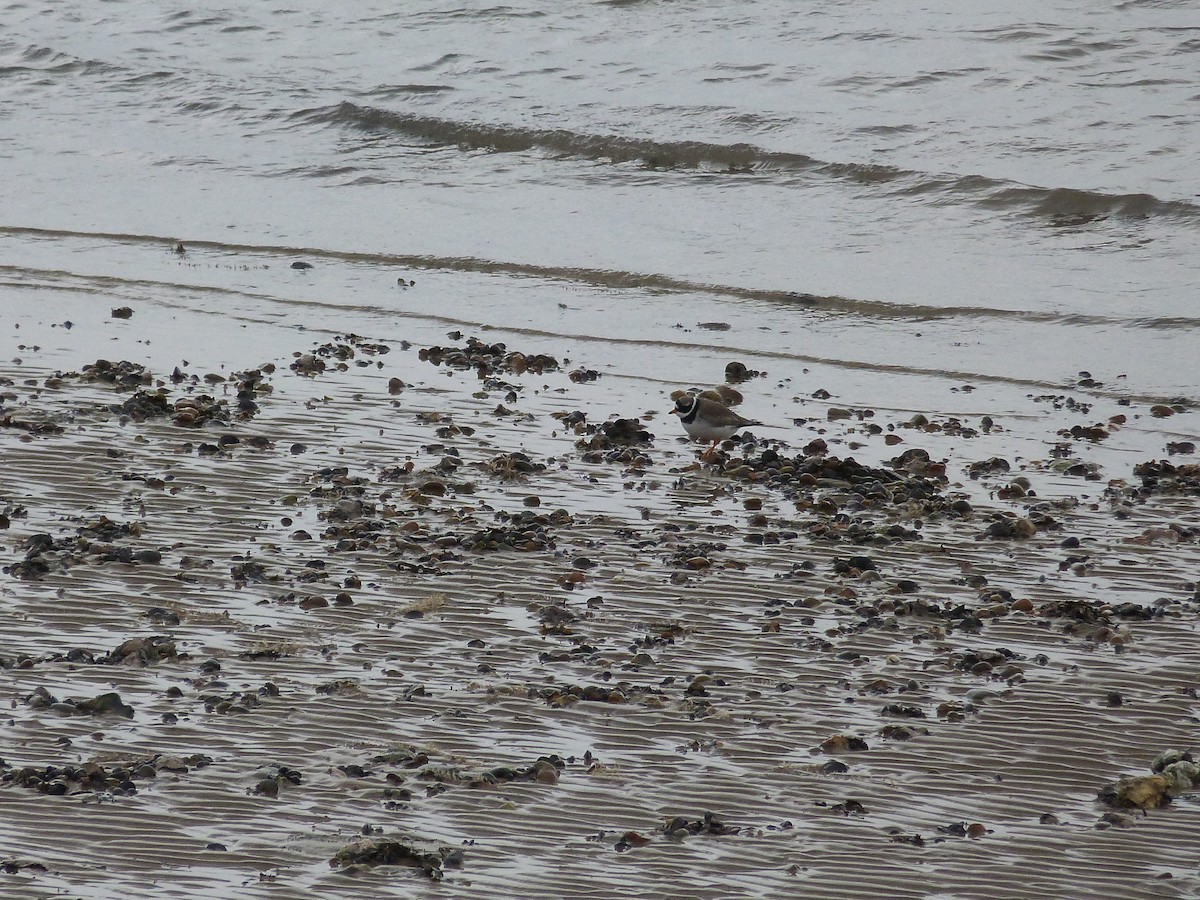 Common Ringed Plover - ML646671078