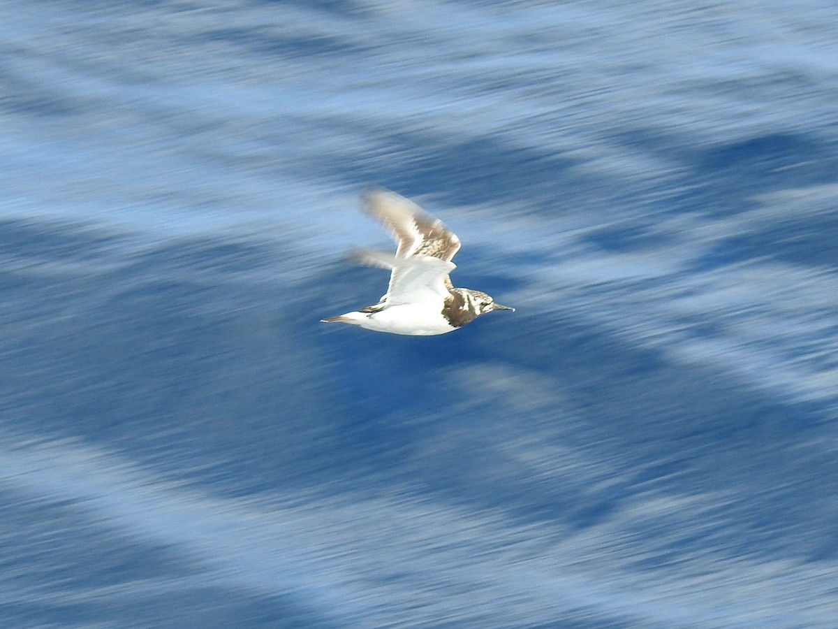 Крем'яшник звичайний - ML646671079