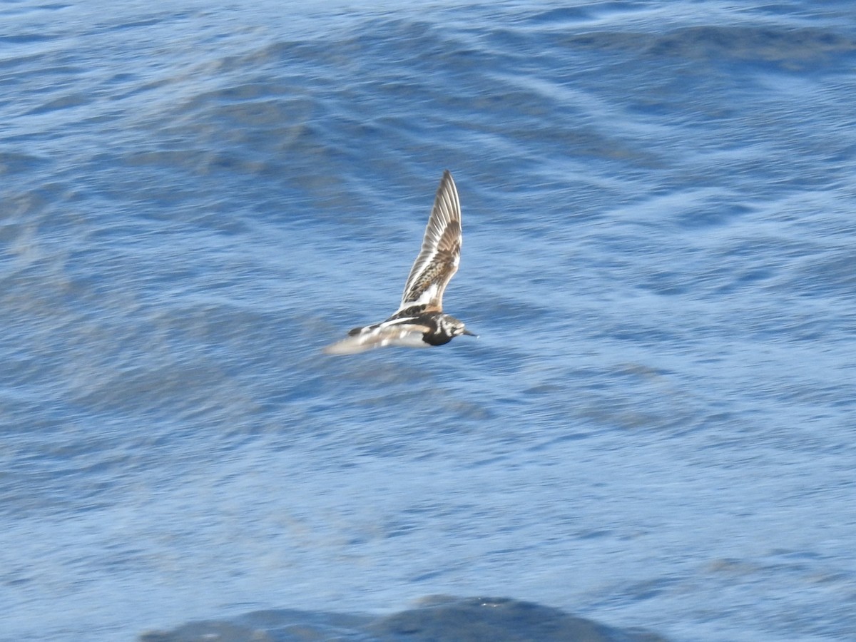 Крем'яшник звичайний - ML646671080