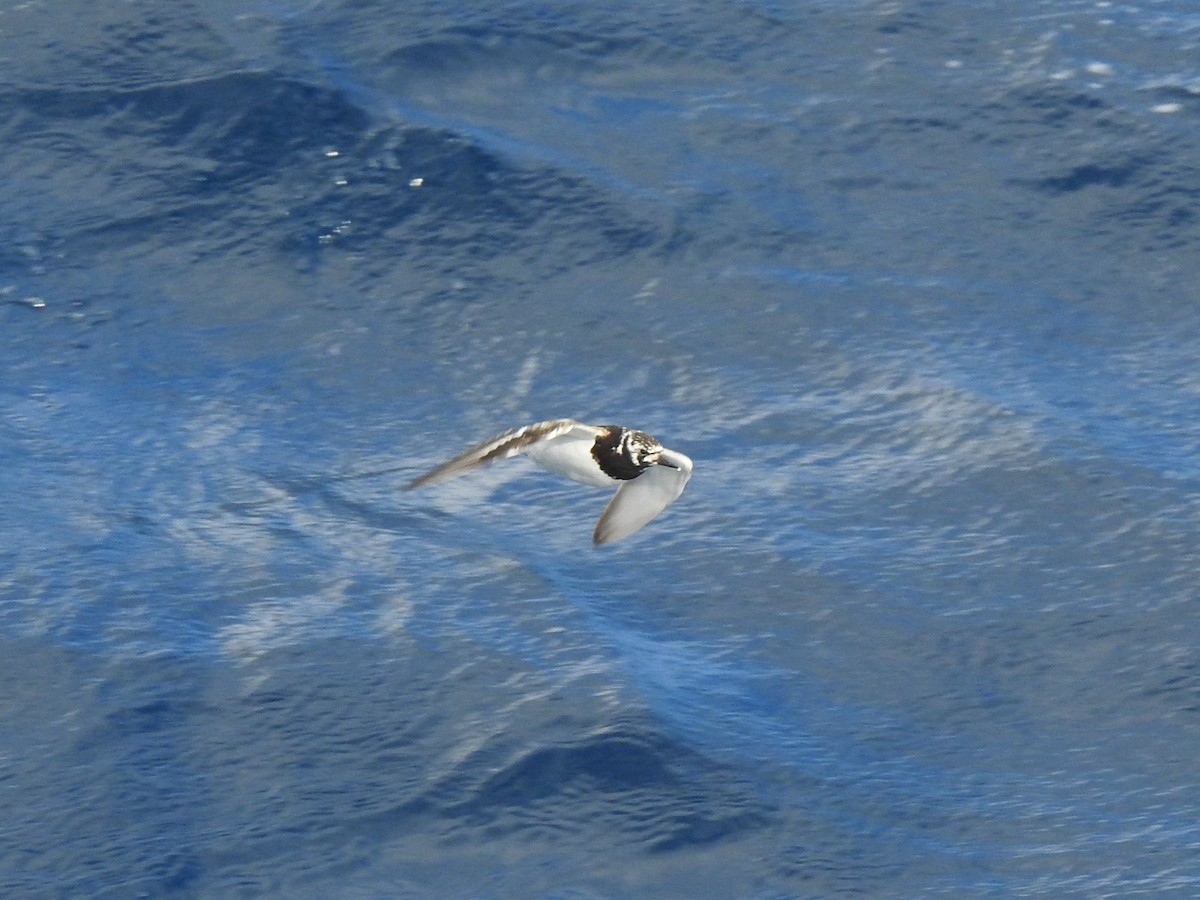 Крем'яшник звичайний - ML646671081