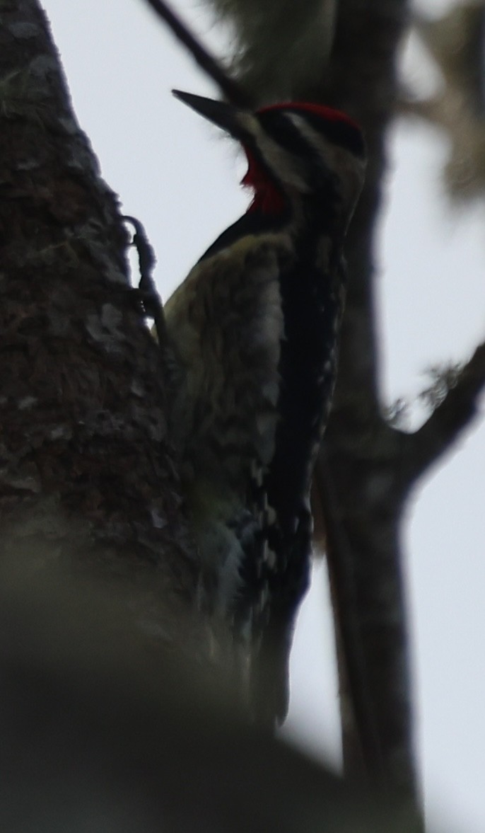 Yellow-bellied Sapsucker - ML646671086