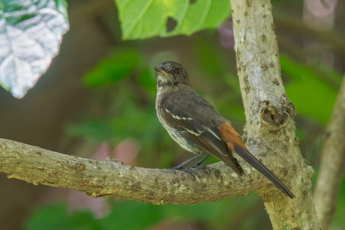 カーティンガクロタイランチョウ - ML646671091