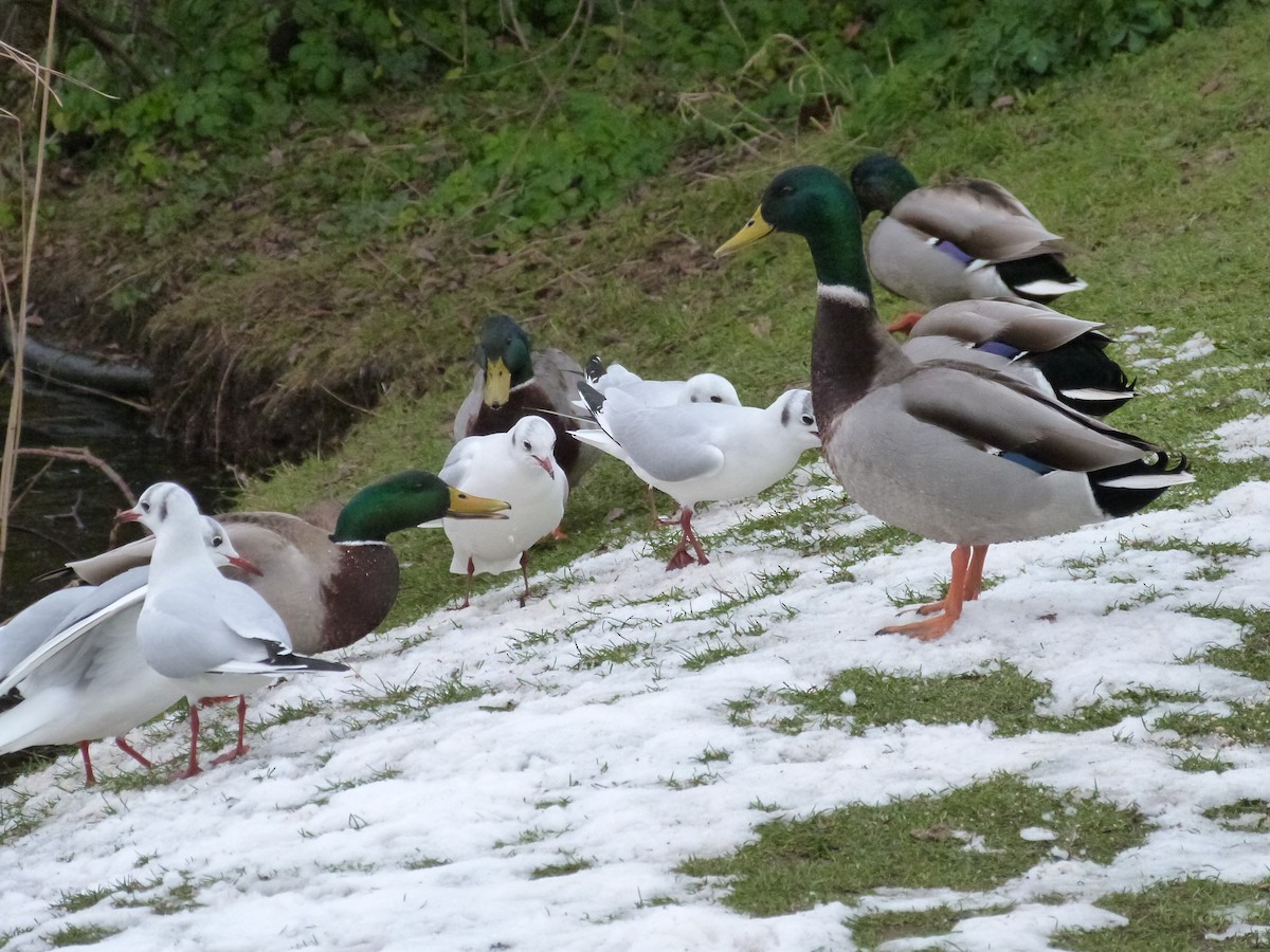 Mallard - ML646671092