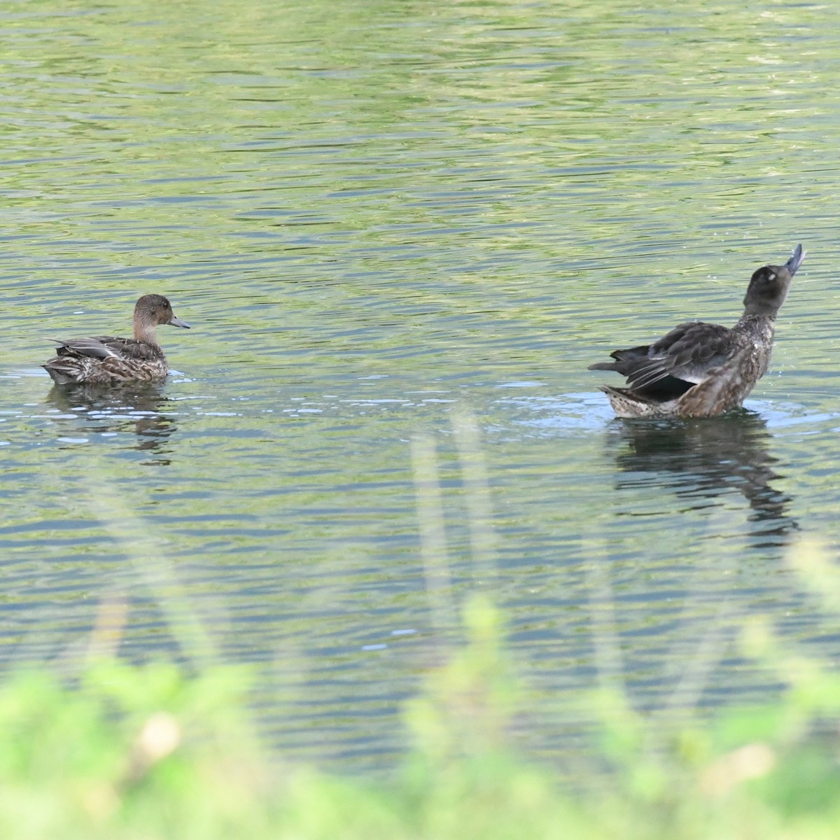Falcated Duck - ML646671095