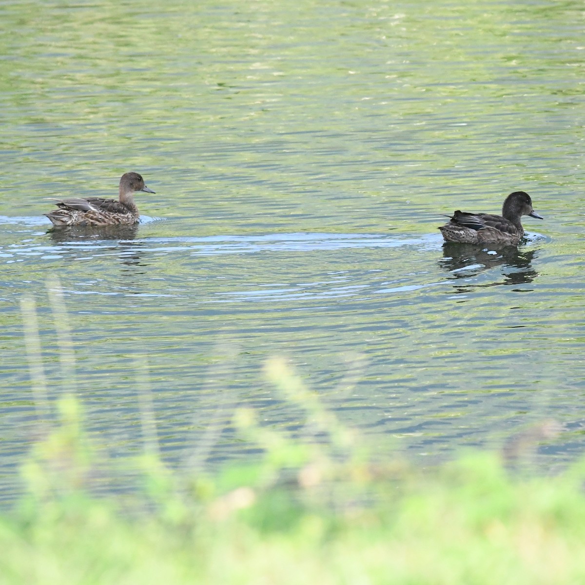 Falcated Duck - ML646671096