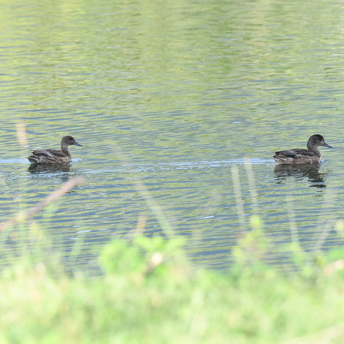 Falcated Duck - ML646671097