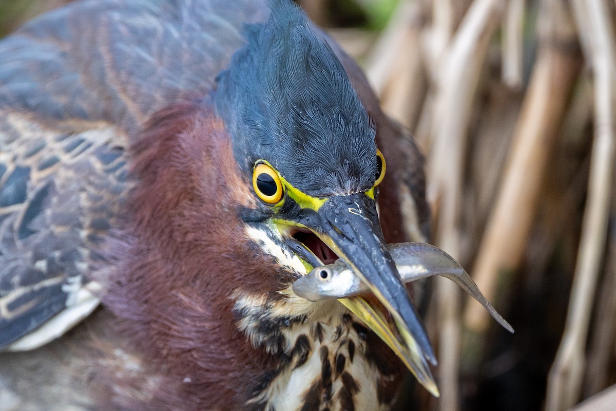 Green Heron - ML646671098