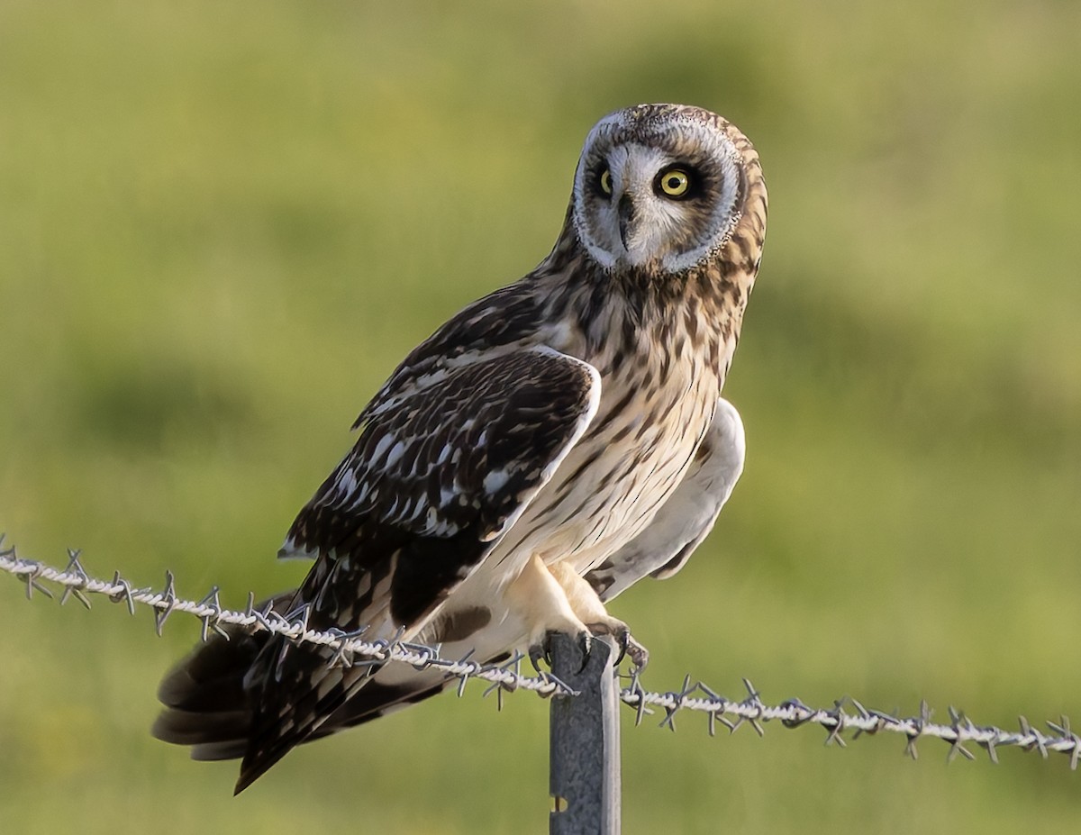 Búho Campestre (Hawái) - ML646671100