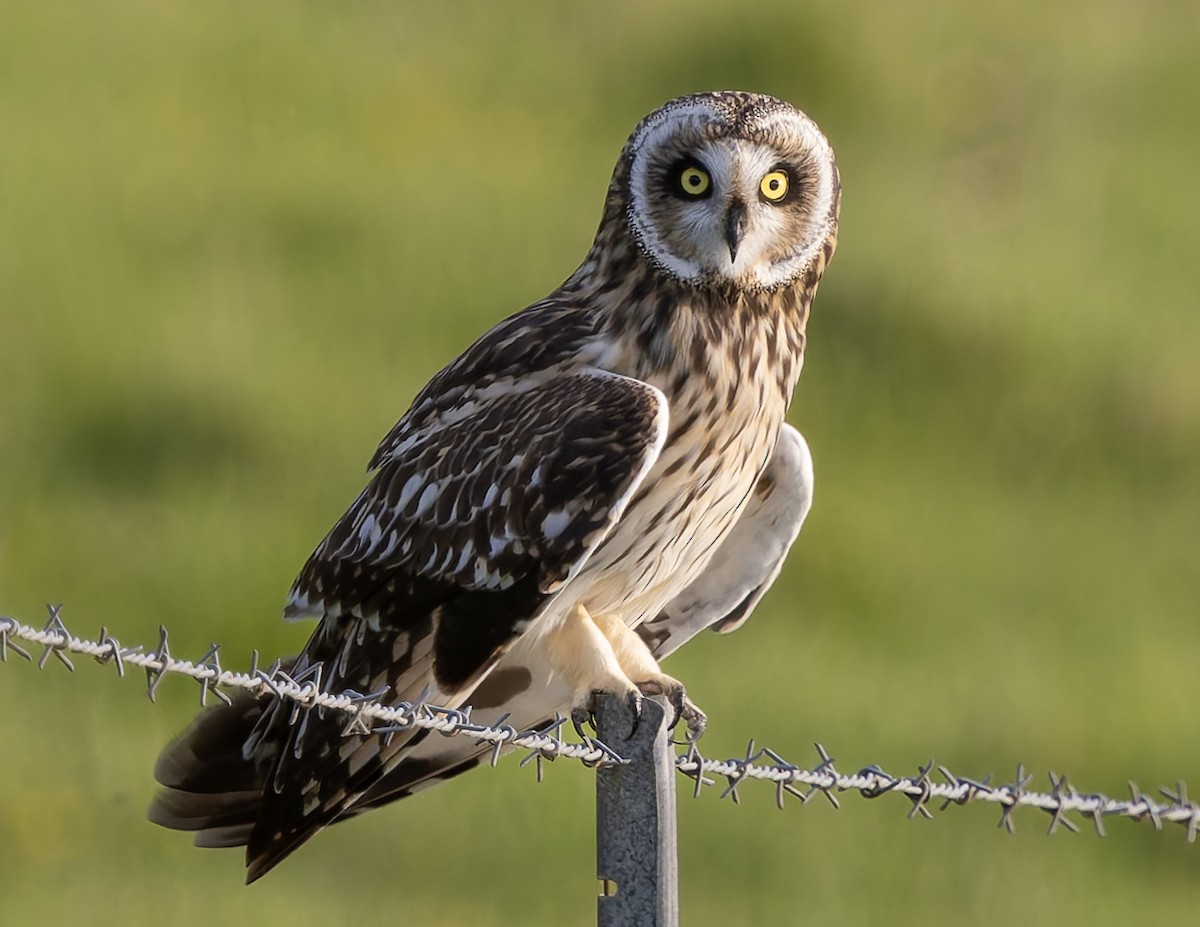 Búho Campestre (Hawái) - ML646671101