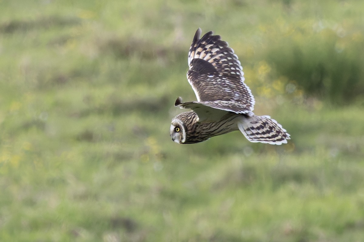 Búho Campestre (Hawái) - ML646671102