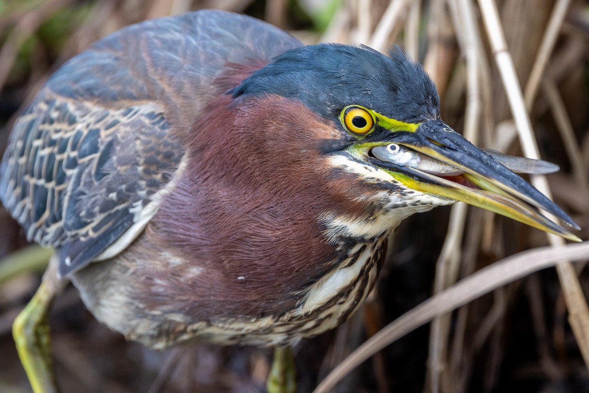 Green Heron - ML646671103