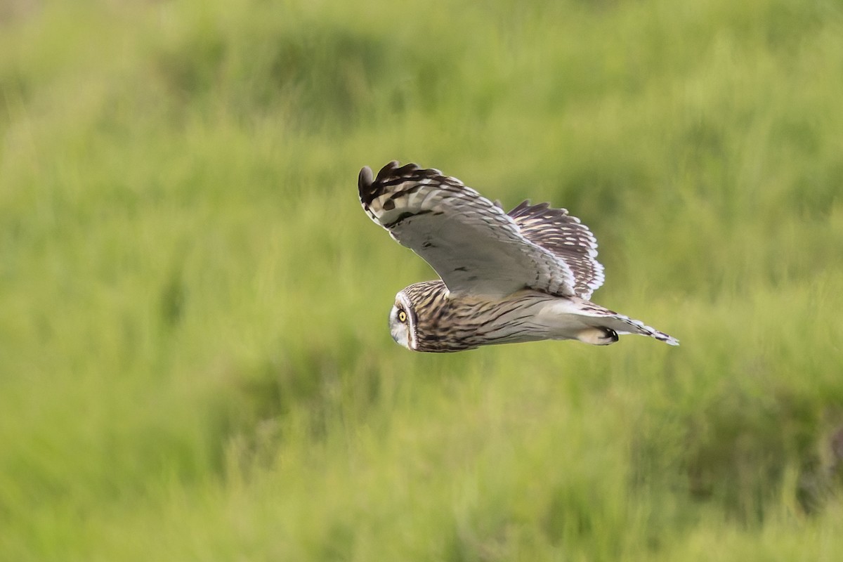 Búho Campestre (Hawái) - ML646671104