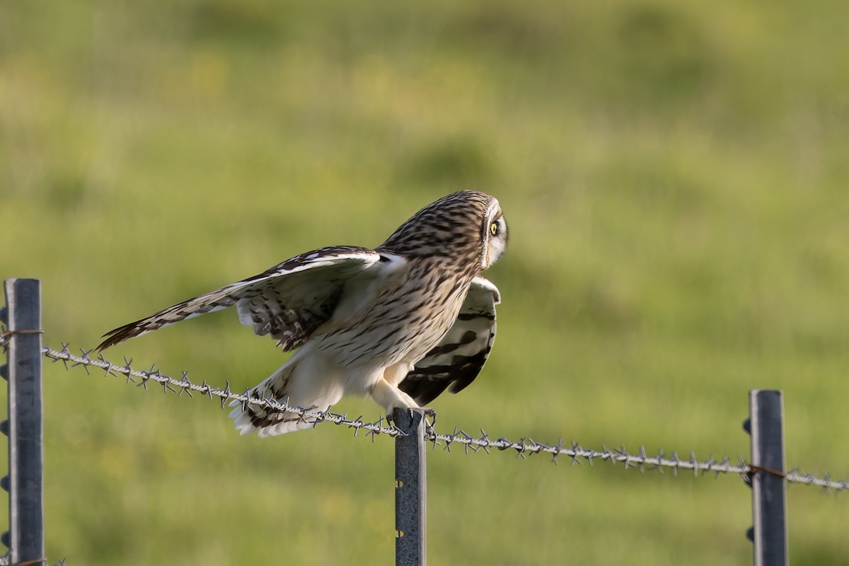 Búho Campestre (Hawái) - ML646671105
