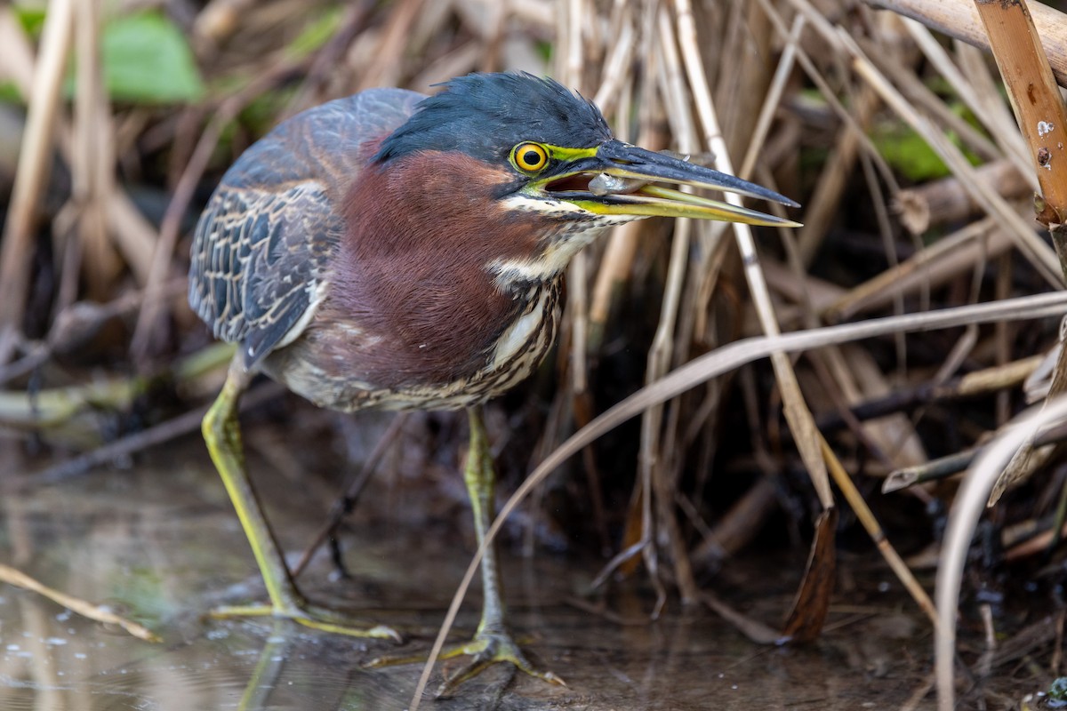Green Heron - ML646671107