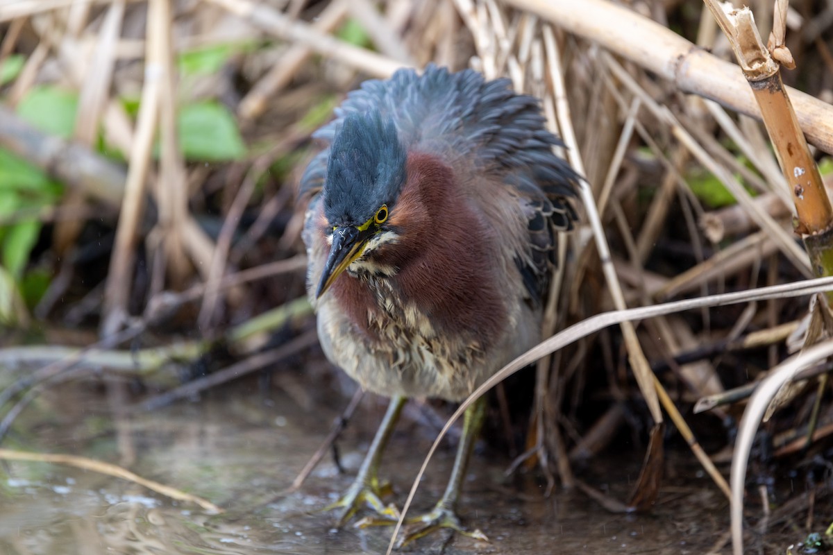 Green Heron - ML646671108