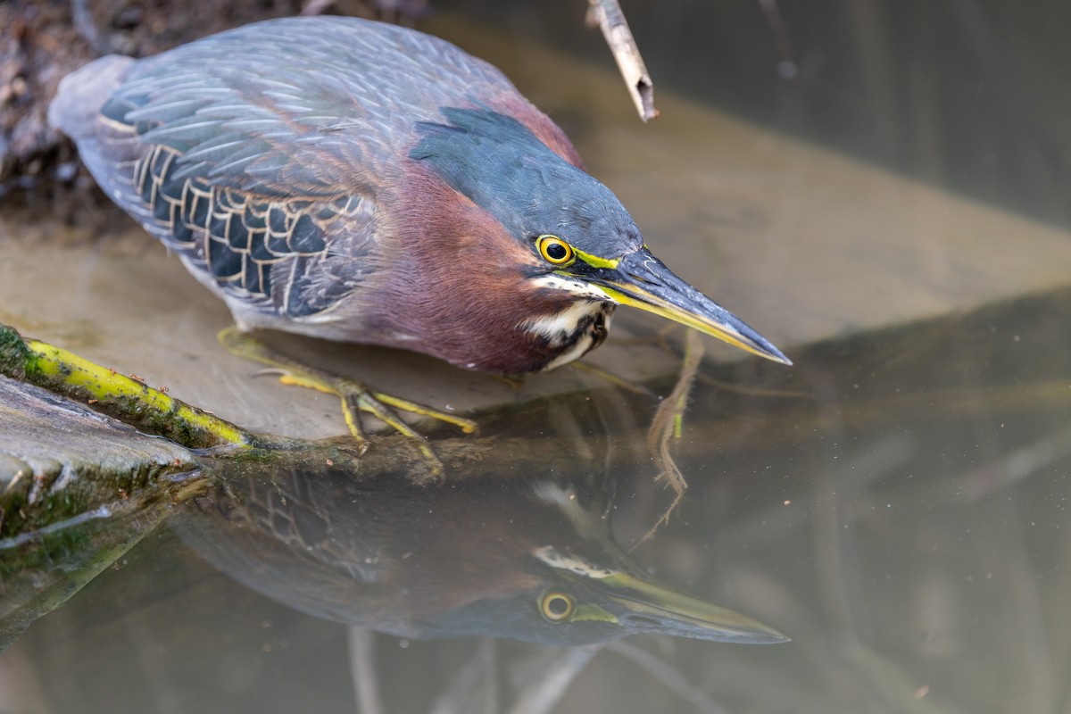 Green Heron - ML646671109