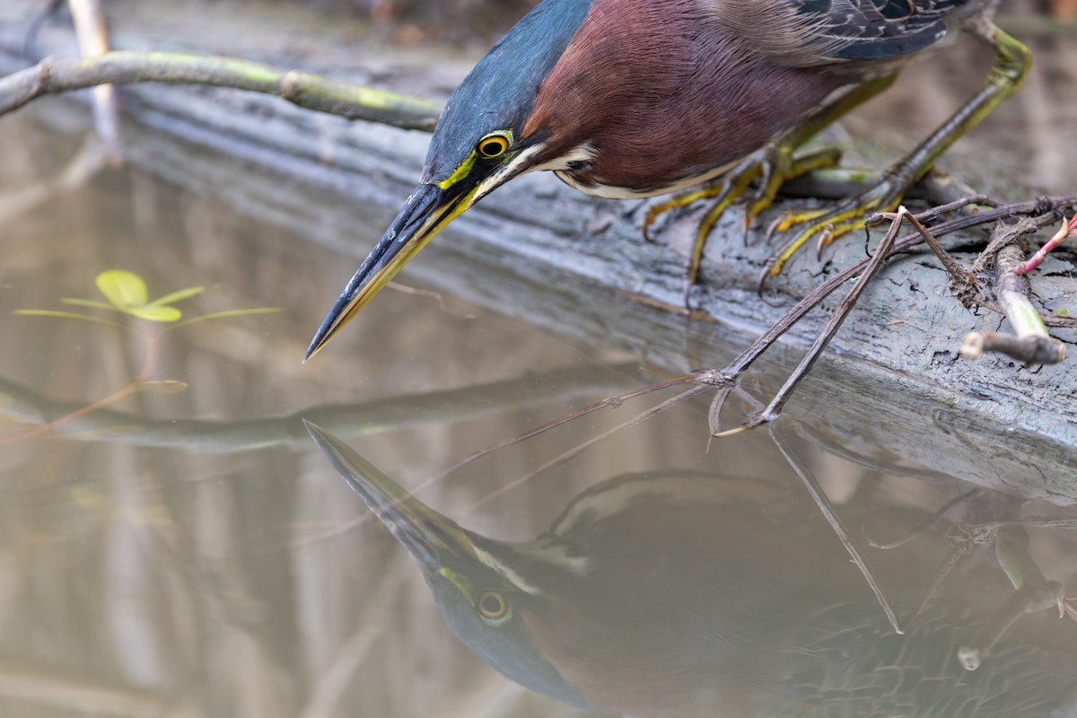 Green Heron - ML646671110