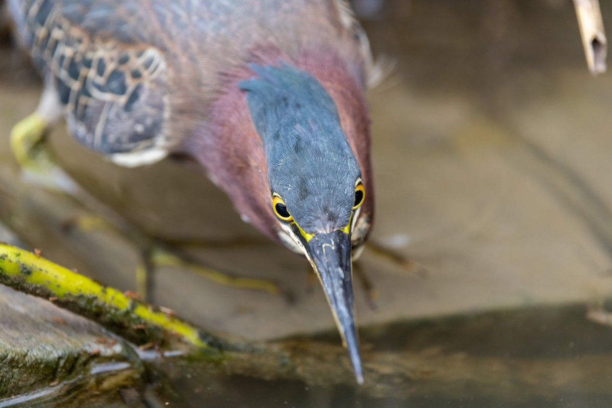 Green Heron - ML646671112